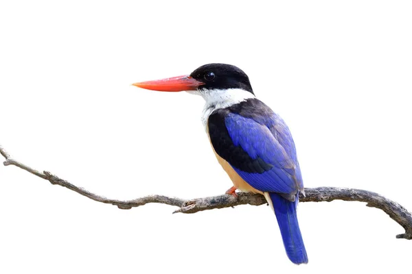 Mooie Blauwe Vogel Met Rode Snavels Zittend Houten Tak Geïsoleerd — Stockfoto