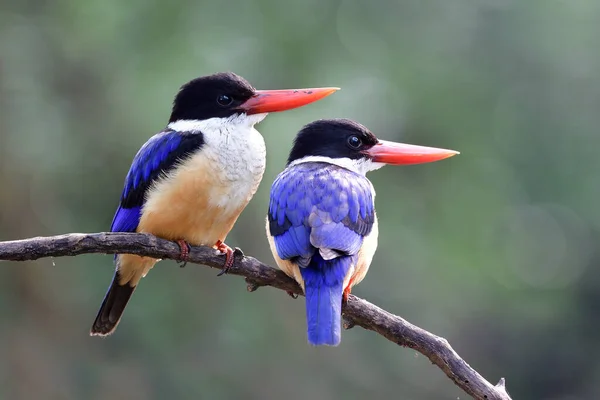 Naturaleza Amor Hermoso Azul Negro Con Vientre Marrón Picos Rojos —  Fotos de Stock