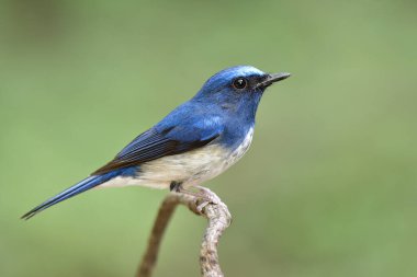 Beyaz göbekli mavi kuş ve büyük gözler yumuşak yeşil arka planda ince sarmaşığa tünemiş, hainan mavisi sinekkapan