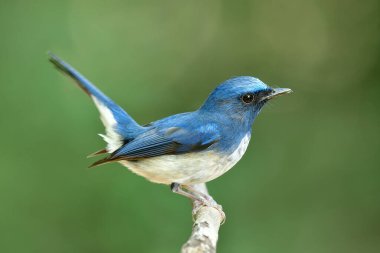 Hainan Blue Flycatcher (Cyornis hainanus) beyaz göbekli güzel mavi kuş kuyruğunu ağaçta sallıyor.