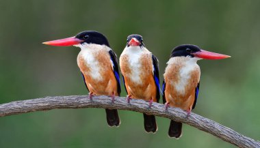Üç mavi kuş birlikte ağaç dalında oturuyor güzel yüzler, siyah kaplama balıkçılar (Halcyon pileata)