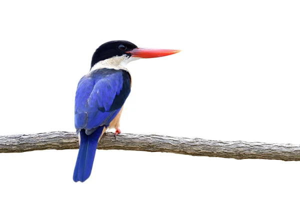白い背景に隔離された木製の枝に輝く頭の上に鮮やかな赤いくちばしと黒い羽を持つ美しい青い鳥 エキゾチックな野生動物 — ストック写真