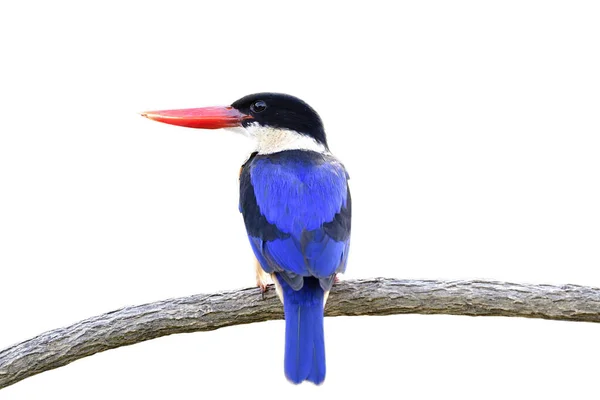 美しい青い鳥 白い背景に孤立した木の枝に座っている黒い帽子のキングフィッシャー Halcyon Pileata — ストック写真