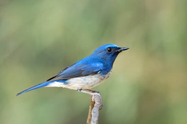 beautiful blue bird with sharp feathers and big eye firmly perching on thin tree twig over bright green to yellow background, hainan blue flycatcher clipart