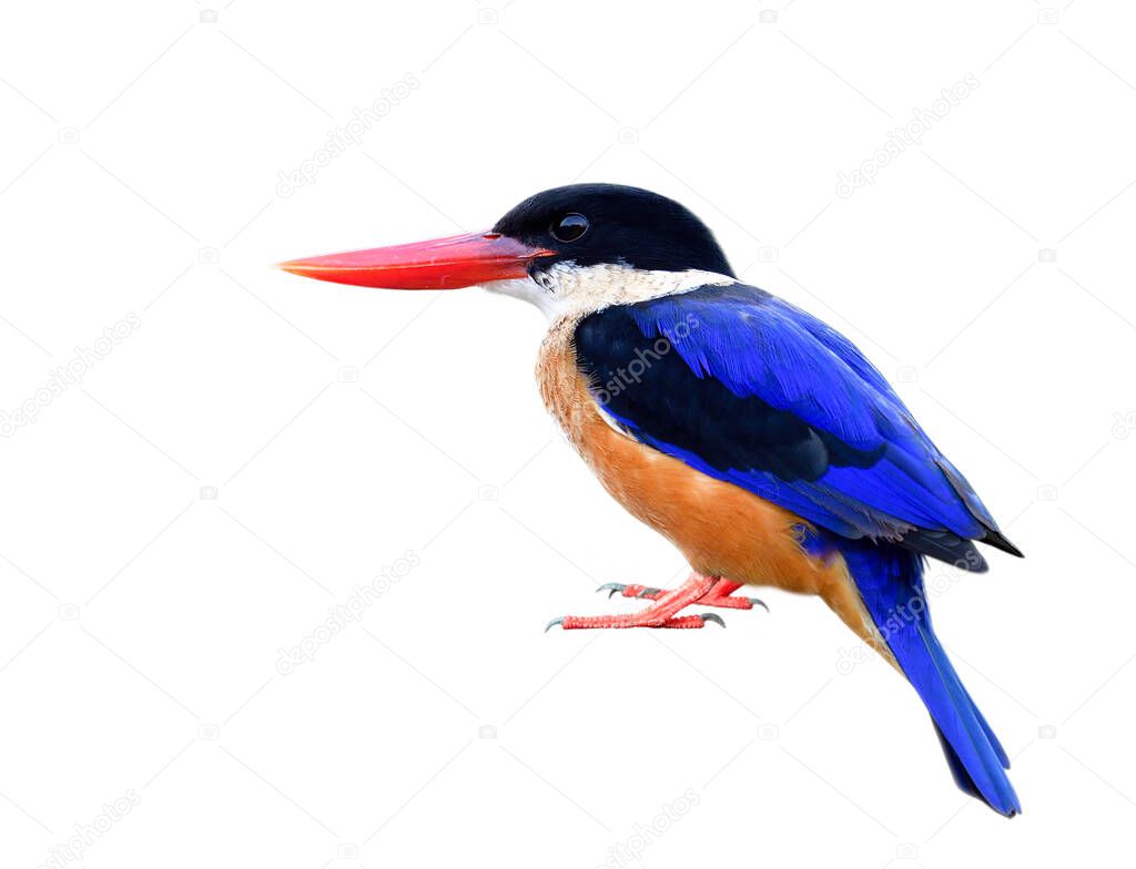 Blue with details of blue wings and tail, black head, red beaks and legs to feet isolated on white background, Bllack-capped kingfisher (halcyon pileata)