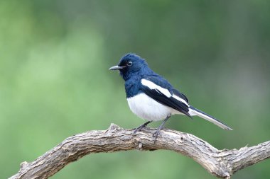 Güzel kadife kadife siyah beyaz kuş, doğu magpie-robin erkeği (Copsychus saularis) tahta dalda dururken komik hareketler sergiliyor.