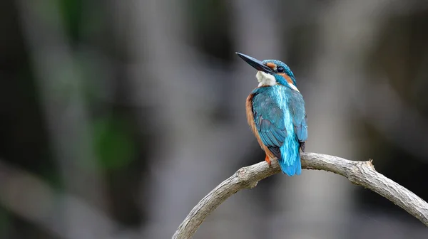 Kingfisher Umum Alcedo Atthis Biru Kecil Sampai Burung Bulu Hijau — Stok Foto