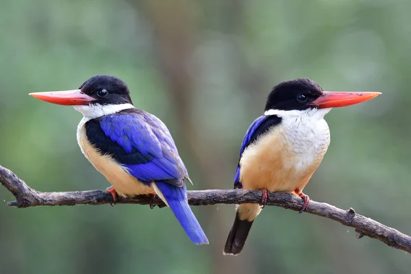 Close Belas Asas Azuis Com Cabeça Preta Notas Vermelhas Frescas — Fotografia de Stock