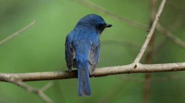 Güzel mavi kuş ağaçtan dallara tüneyip zıplayarak mutlu bir şekilde şarkı söylüyor.