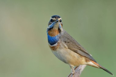 Gözler, yüz, mavi boğazın turuncu ve mavi tüyleri (luscinea svecica)