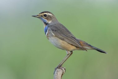 Göç sırasında mavi boğaz Tayland 'a kış mevsiminde daha az mavi ve turuncu tüyle iniyor.
