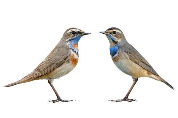 Perbandingan Antara Pengunjung Awal Dan Akhir Musim Dingin Bluethroat Burung — Stok Foto