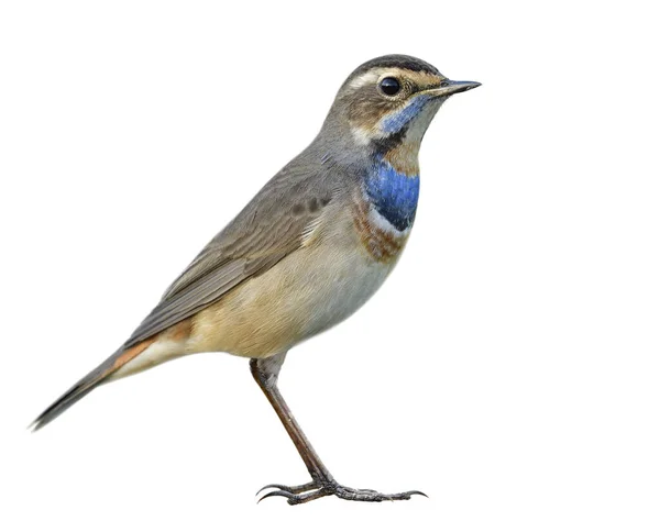 Beyaz Arka Planda Kuş Izolasyonu Mavi Boğazlı Erkek Güzel Kahverengi — Stok fotoğraf