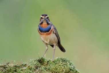 Beautiful bird straight looking by showing vivid blue and orange feathers on its chest to photographers, bluethroat clipart