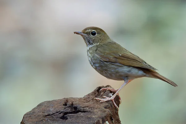 Arvivora Sibilans Rufous Tailed Robin Vacker Brun Med Rand Bröst — Stockfoto