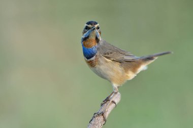 Yumuşak ışıklandırma ve yeşil çevre, mavi boğaz (luscinia svecica)
