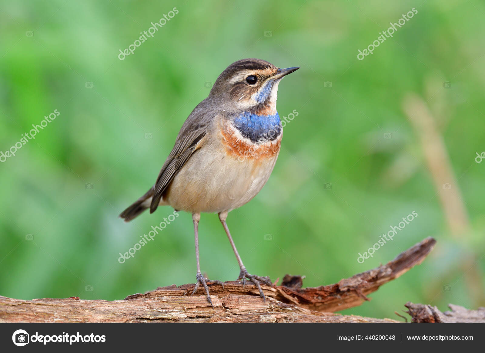 Little Brown Bird Blue Marks Its Chest Chilling Expost Timber