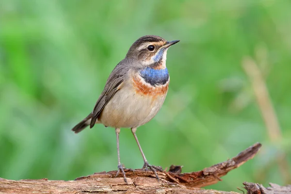Little Brown Bird Blue Marks Its Chest Chilling Expost Timber — Stock Photo, Image