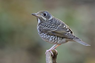 Tombul kamuflaj geniş ve siyah çizgili kuş sakince tüneyen doğadaki ahşap dal, dişi beyaz boğazlı kaya ardıcı.