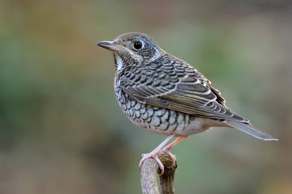 ぽっちゃりカモフラージュ白と黒のストライプの鳥落ち着いて上に腰掛けます自然の中で木の枝 女性の白い喉のロックスルー — ストック写真