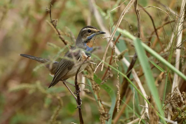 Bunte Vögel Die Sich Als Normale Behausung Buschigen Unkraut Verstecken — Stockfoto