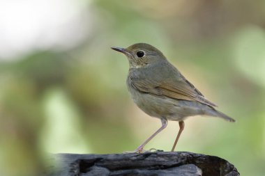 Sibirya mavisi Robin 'in güzel dişisi (Larvivora siyane) eski bir kerestenin üzerinde dikilirken yan görünüşünü gösteriyor.