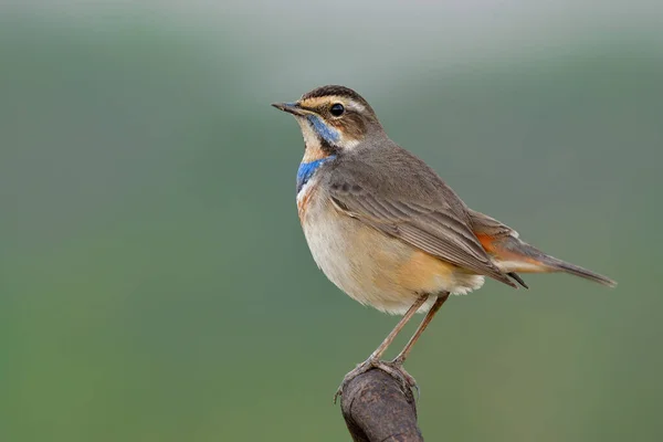 Aspecto Grande Gordo Pájaro Marrón Con Plumas Azules Pecho Encaramado — Foto de Stock