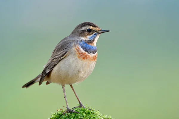 Lttle Bird Perching Top Mossy Spot Showing Its Bright Blue — Stock Photo, Image