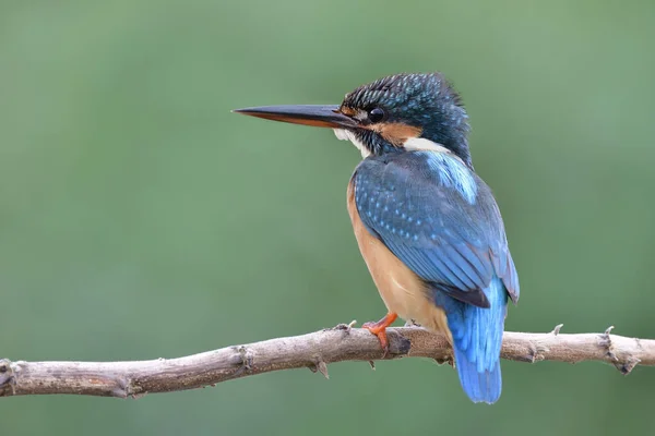 Common Kingfisher Alcedo Atthis Having Spike Head While Perching Dried — Stock Photo, Image