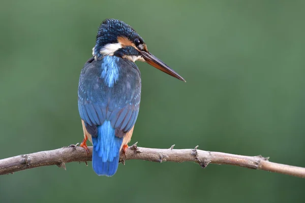 Kingfisher Umum Memperhatikan Memancing Sungai Kecil Alam Yang Indah Saat — Stok Foto