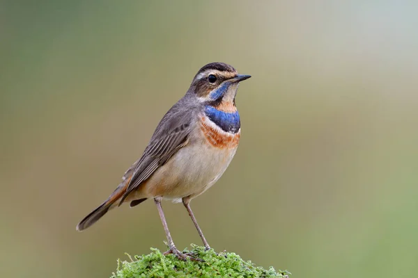 Macho Garganta Azul Luscinia Svecica Hermoso Pájaro Migrante Asia Pie — Foto de Stock