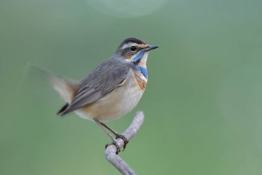 Göğsünde mavi ve turuncu tüyleri olan mutlu kahverengi kuş. Düşük ışıklandırma nedeniyle kuyruğu sallanıyor.