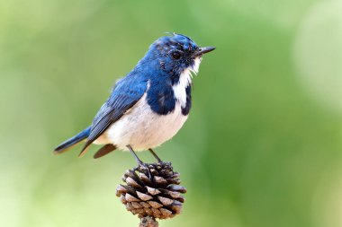 Kurumuş çam çiçeğine tüy değiştirme döneminde Tayland 'a kış sonu göçü sırasında Ultramarine sinekkapanı (superciliaris ficedula) erkeği