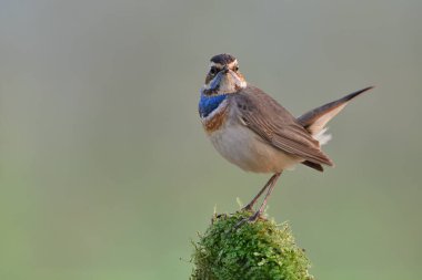 Mavi Boğaz (Luscinia svecica) Yosun otlarının üzerinde sabah güneşinin altında çiğ damlacıklarıyla güzel duruyor.