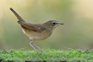 Mutlu kahverengi kuş yumuşak yeşil çimenlere basar kuyruğunu parlak arka planda sallar, Sibirya kauçuğu (Calliope calliope)