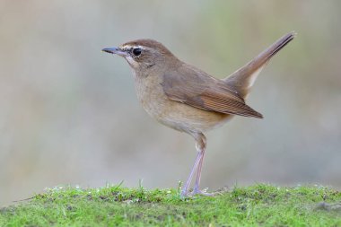 Sibirya kauçuğu (calliope calliope) su damlaları arasında küçük yeşil çimenlerin üzerinde süzülürken kuyruğunu sallayan sevimli kahverengi kuş)