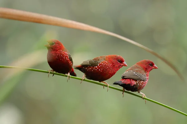 Laki Laki Dari Avadavat Merah Atau Munia Amandava Amandava Memiliki — Stok Foto