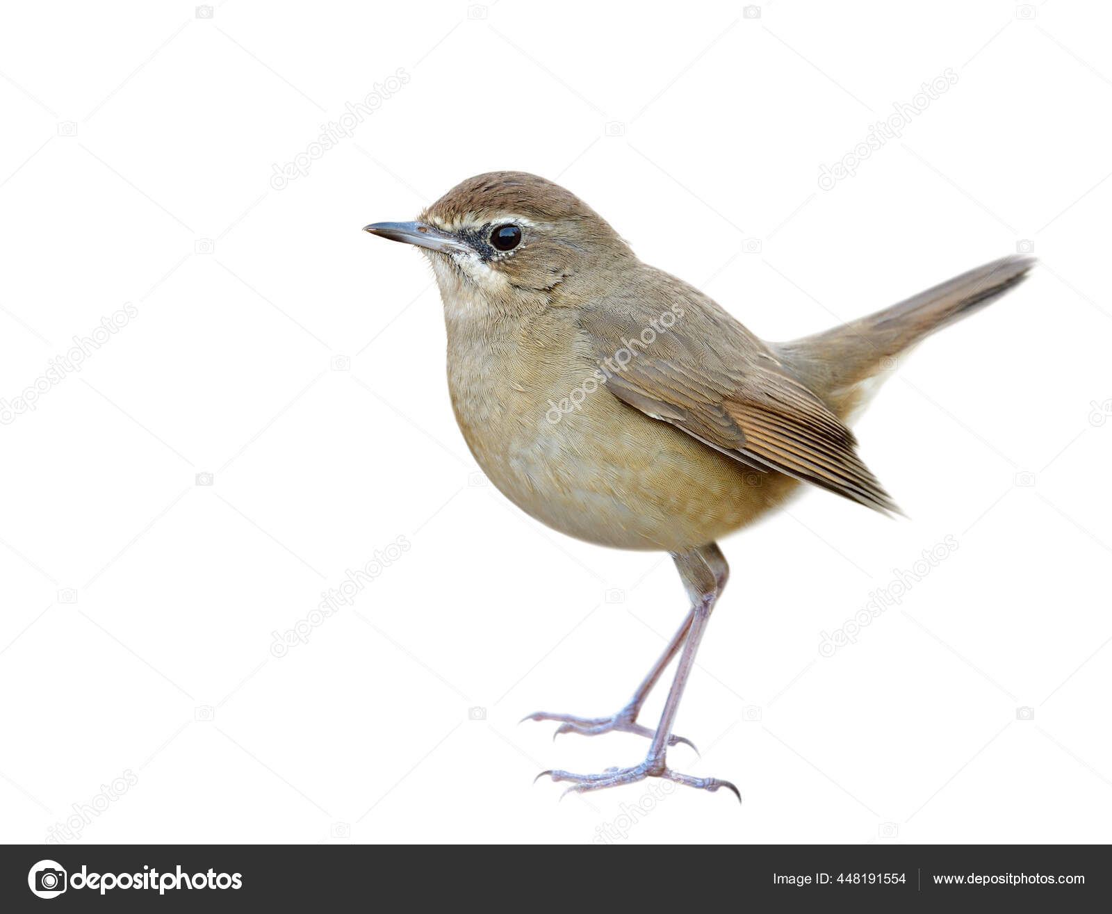 Beautiful Brown Bird Isolated Whtie Background Showing Details Face