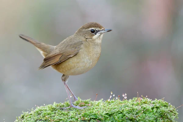 Oval shape of lovely brown bird with puffy feathers and wagging tail stepping on fresh green moss in morning environment