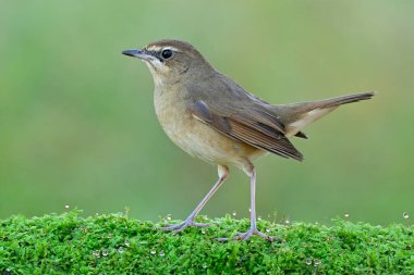 Su damlaları ile taze yeşil yosun çimlerin üzerinde yürüyen sevimli kahverengi brid, dişi Sibirya kauçuğu (Luscinia calliope)