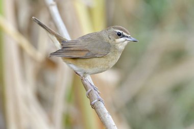 Mutlu kahverengi kuş sallanan kuyruk küçük ahşap dal üzerinde tüneyerek habitat, dişi Sibirya kauçuk boğaz (luscinia calliope)