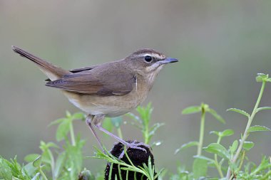 Küçük kahverengi kuş, yağmurlu bir günde yeşil çimenlerin arasında tüneyerek, yumuşak ışıklandırmayla, dişi Sibirya lastik boğazıyla