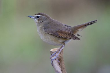Doğuştan güzel, şişman, kahverengi kuş uçmaya hazır ahşap bir çubuğa tünemiş.