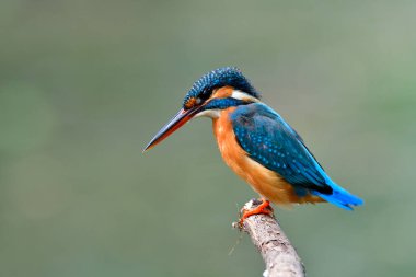 Sabahın erken saatlerinde balıkçılık için suya atlamaya hazır siyah ve kırmızı gagalı mavi kuş, ortak Kingfisher (Alcedo at this)