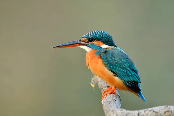 turquoise blue bird with brown chest and sharp beaks calmly perching on wooden branch while fishing in stream, female common kingfisher (alcedo atthis)