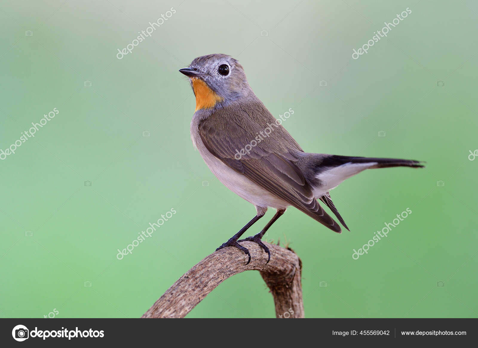 Charming Little Brown Bird Bright Orange Feathers Chin Proudly