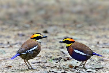 Malezyalı erkek ve dişiler üreme mevsiminde en çok aranan Tayland ve nadir bulunan kuşlar arasında pitta (Hydrornis irena) kuşağı oluşturdular.