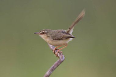 İnce dala tüneyen sevimli kahverengi kuş, Tayland çayır tarlasında yaşayan sade Prinia (Inormata)