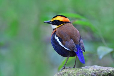 Side view of most beautiful bird in Thailand, Malayan Banded Pitta standing on rock among its habitatation environment clipart
