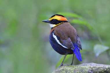 Side view of most beautiful bird in Thailand, Malayan Banded Pitta standing on rock among its habitatation environment clipart